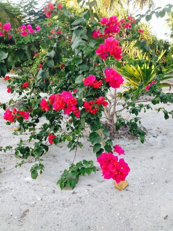 Peku Peku Daire Michamvi Dış mekan fotoğraf